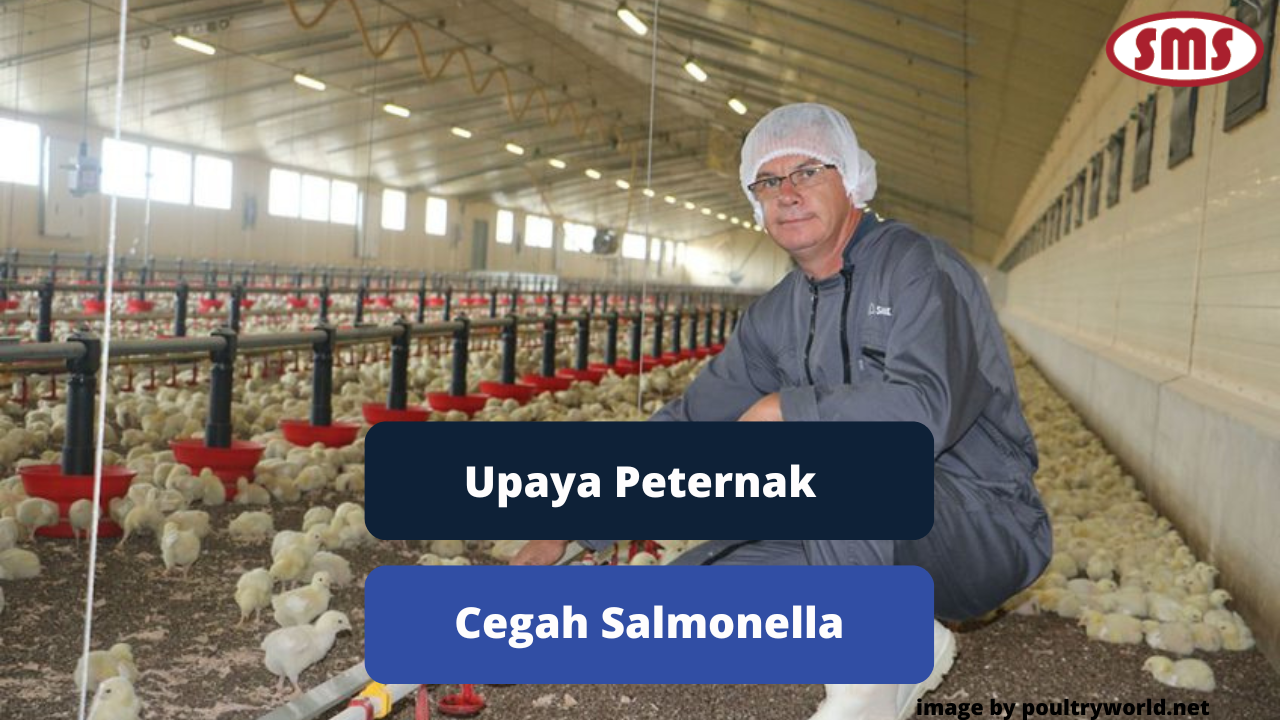 Upaya Peternak Dalam Rangka Mencegah Salmonella Daging Ayam
